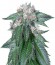 Master Kush fem (Humboldt Seeds) семена конопли