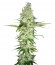 Wonder Woman fem (Nirvana Seeds) семена конопли