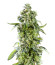Fem Mix Pack #1 fem (Herbies Seeds) микс семян конопли
