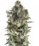 Northern Lights Auto fem (Trikoma Seeds) семена конопли