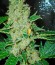 Northern Lights fem (Nirvana Seeds) семена конопли