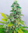 Slurricane fem (Advanced Seeds) семена конопли
