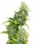 White Rhino fem (Nirvana Seeds) семена конопли