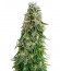 White Siberian fem (Dinafem Seeds) семена конопли