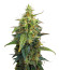 Fat Bastard Auto fem семена конопли
