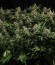 AK-49 Auto Fem (Vision Seeds) семена конопли