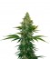 Liberty Haze fem (Barney's Farm) семена конопли