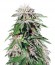 Night Shade fem семена конопли