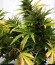 Royal AK fem (Royal Queen Seeds) семена конопли