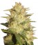 SexBud fem (Female Seeds) семена конопли