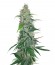 Shiva Skunk reg (Sensi Seeds) семена конопли