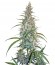 Silver Haze reg (Sensi Seeds) семена конопли