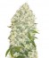 White Widow fem (Bulk Seed Bank) семена конопли