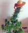White Widow XXL Autoflowering fem семена конопли