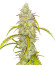 Black Herer Autoflower fem (Easy Grow Seeds) семена конопли