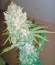 Galaxy fem (Pyramid Seeds) семена конопли