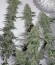 707 Headband fem (Humboldt Seeds) семена конопли