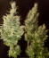 Auto Tutankhamon fem (Pyramid Seeds) семена конопли