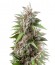 Blue Power fem (Vision Seeds) семена конопли