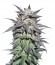 Bubba Island Kush fem (Dutch Passion) семена конопли