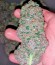 Purple Afghan Kush fem (Dinafem Seeds) семена конопли