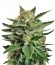 Big Bud (Snow White) reg (Nirvana Seeds) семена конопли