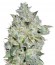 Afghan Kush Special fem (World of Seeds) семена конопли