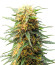 Auto Fire DOG fem (Advanced Seeds) семена конопли