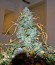 Critical Jack Autoflowering fem (Dinafem Seeds) семена конопли