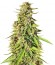 Purple Maroc fem (Female Seeds) семена конопли