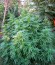 Special Queen 1 fem (Royal Queen Seeds) семена конопли