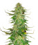 WiFi Kush fem (AlphaFem Seeds) семена конопли