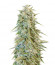 Blue Fire fem (Humboldt Seeds) семена конопли