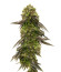 Bruce Banner # fem (AlphaFem Seeds) семена конопли