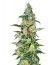 Chronic Haze fem (World of Seeds) семена конопли