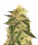 Mango Chutney fem (Dr. Krippling Seeds) семена конопли
