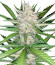 Pineapple Glue fem (Advanced Seeds) семена конопли