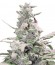 Royal Creamatic Auto fem (Royal Queen Seeds) семена конопли