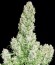 White Russian reg (Serious Seeds) семена конопли