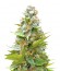Blueberry fem (Sumo Seeds) семена конопли