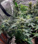 Guava Auto fem (FastBuds Seeds) семена конопли