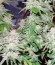 Afghan Kush X Yumbolt fem (World of Seeds) семена конопли