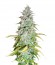 Amnesia Haze Automatic fem (Royal Queen Seeds) семена конопли