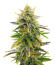 Sour Diesel Autoflower fem (Seedkeepers) семена конопли