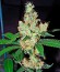Diesel fem (Dinafem Seeds) семена конопли