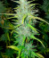Glue Kripple fem (Dr. Krippling Seeds) семена конопли
