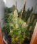 Jack Herer fem (Vision Seeds) семена конопли