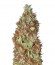 Master Kush reg (Nirvana Seeds) семена конопли