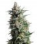 Auto Anesthesia fem (Pyramid Seeds) семена конопли