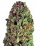 Budzilla fem (Heavyweight Seeds) семена конопли